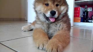 iyuna puppy eurasier [upl. by Ragland296]