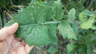 Sow thistle identification amp uses [upl. by Gemmell]