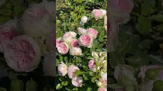 Super cute cupshaped rose Pompon Veranda rose flowers nature pompon veranda [upl. by Nafis]