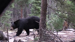 Hunting Big Saskatchewan Black Bears From The Ground [upl. by Darryn696]