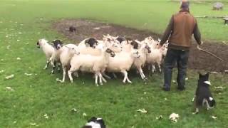 Working Sheepdogs in Scotland [upl. by Yzzik795]