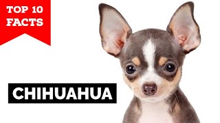 Chihuahua  Top 10 Facts [upl. by Raimondo250]