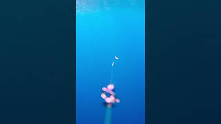 TONNETTI FURBASTRI underwater waterwofl video [upl. by Cristie644]