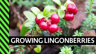 Lingonberry How to Grow [upl. by Farah897]