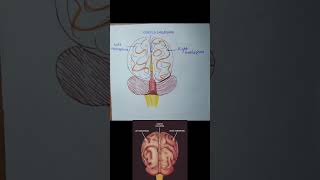 forebrain yt biology ytshortsvideo neet [upl. by Bohon]