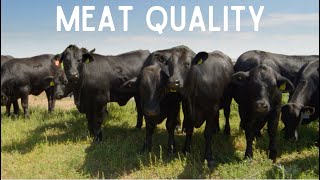 TOP 5 BEST Pig Breeds for Meat Production [upl. by Accever]