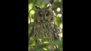 Asio otus Longeared owl 1 Mating call of male [upl. by Stubbs707]