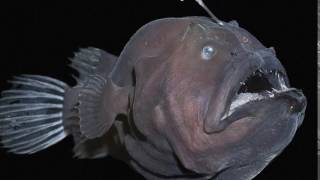 What an anglerfish sounds like [upl. by Demmer]