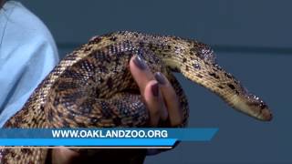 California Gopher Snake Featured on Wildlife Wednesday [upl. by Lesirg]