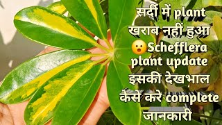 Schefflera plant की देखभाल कैसे करे  How to care schefflera plant gardening [upl. by Rolyat]