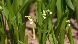 Maiglöckchen Convallaria majalis [upl. by Nanerb]