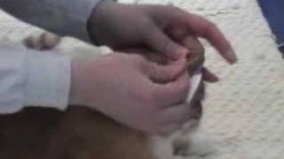 Home testing cats blood sugar levels [upl. by Dhu]