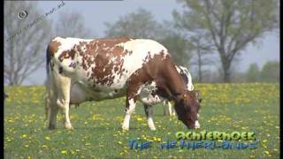 Red Holstein cattle in de Achterhoek The Netherlands [upl. by Eissirk86]