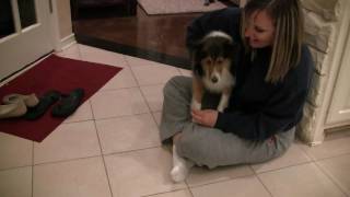 Sheltie Meets the Puppies [upl. by Katrine]