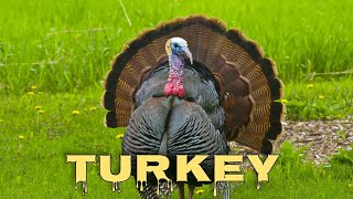 Turkey sounds turkey gobbling [upl. by Frick]