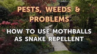 How to Use Mothballs as Snake Repellent [upl. by Holsworth]