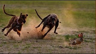 Greyhound Chasing Rabbit  Two Dogs Vs Rabbit ➤ Tiger Channel Tv [upl. by Tyson]