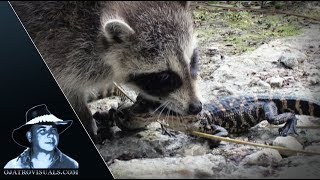 Raccoons Catching Alligator Hatchlings 01 [upl. by Ainevuol]