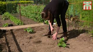 How to grow Pumpkins Part 2 Planting out Pumpkin plants [upl. by Bret]