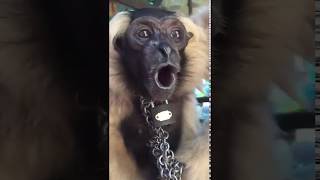 whooping gibbon meme [upl. by Lancaster]