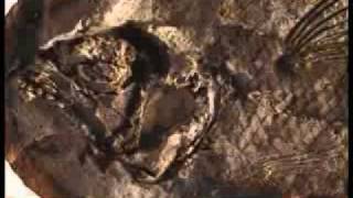 What are fossils and how do they form [upl. by Collins]