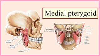 medial pterygoid [upl. by Radec221]