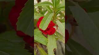 Impatiens balsamina plant red gardenflowers gardening garden nature [upl. by Flavian]