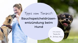 Bauchspeicheldrüsenentzündung beim Hund Erkennen und behandeln [upl. by Rozek]