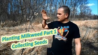 Planting Milkweed Part 1  Collecting Seeds Help The Monarch Butterfly [upl. by Thayne]