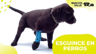 Esguince en perros Síntomas y Tratamiento  Mascota y Salud [upl. by Gitlow806]