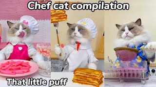 Chef Cat Compilation  That Little Puff [upl. by Wildermuth]