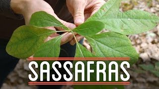 Sassafras  How to Make Everything Root Beer Float 57 [upl. by Mead]