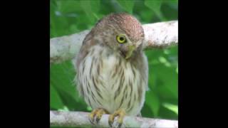 Birds of Belize  Ferruginous PygmyOwl [upl. by Atener41]