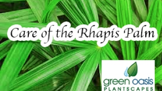 Rhapis Palm Info and Care [upl. by Vola723]