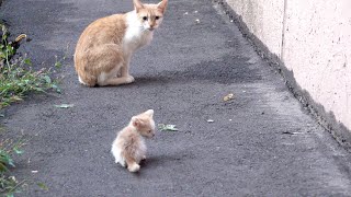 Tiny kitten is crying because his mother abandoned him [upl. by Llebasi445]