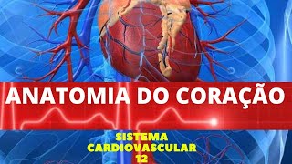 ANATOMIA DO CORAÇÃO  SISTEMA CARDIOVASCULAR 12 [upl. by Chon]