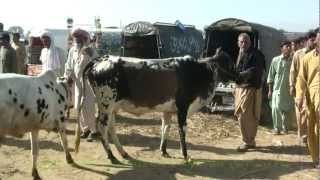 Cattle Market Gujar Khan Pakistan  Baqra Mandi Pakistan [upl. by Kcid]