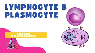 Lymphocyte B et plasmocyte [upl. by Neoma22]