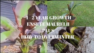 GROWTH RATE OF ENSETE MAURELII PLUS HOW TO OVERWINTER [upl. by Dorn]