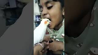 Cockatiel Beautiful Bird 🐦 Rio Massaging Lips 👄 n Teeth Sooo Cute 🥰 cockatiel parrot birdslover [upl. by Aslin]