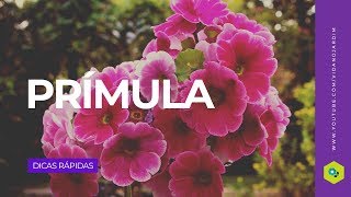 Prímula [upl. by Ycak]