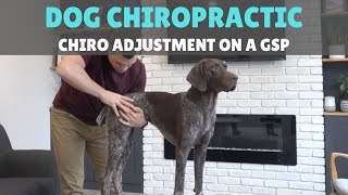 Dog Chiropractic Adjustment [upl. by Naz579]