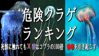 決して近づいてはいけない危険なクラゲランキング [upl. by Nosirb]