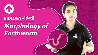 Morphology of Earthworm  Hindi  Biology [upl. by Walrath845]