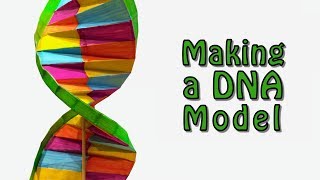 Making a DNA Model [upl. by Thier]