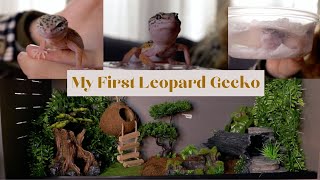 MY FIRST LEOPARD GECKO  enclosure set up reptile haul unboxing  Lee [upl. by Kilan]