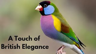 Facts About Gouldian Finch [upl. by Dlanor]