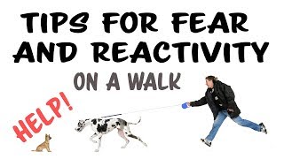 Training Tips for Fear and Reactivity on a Walk [upl. by Atilek165]