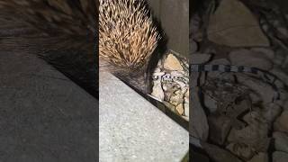 Hedgehog coming in my garden [upl. by Lancelle]