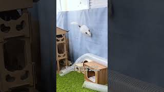 Chinchillas are actually ninjas chinchilla animalfacts [upl. by Merilyn313]